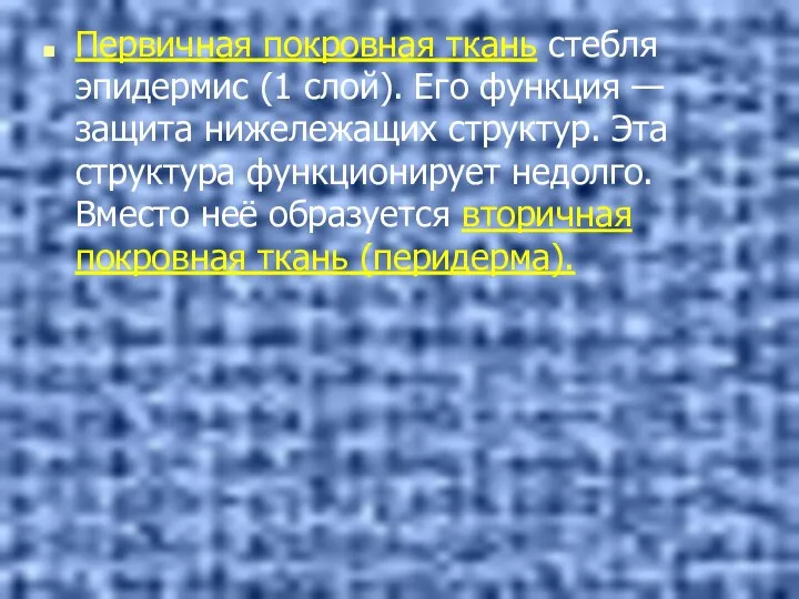 Первичная покровная ткань стебля эпидермис (1 слой). Его функция —