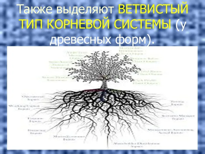 Также выделяют ВЕТВИСТЫЙ ТИП КОРНЕВОЙ СИСТЕМЫ (у древесных форм).