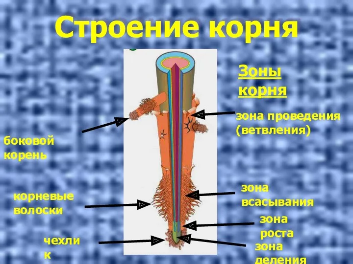 Строение корня Зоны корня зона проведения (ветвления) зона всасывания зона