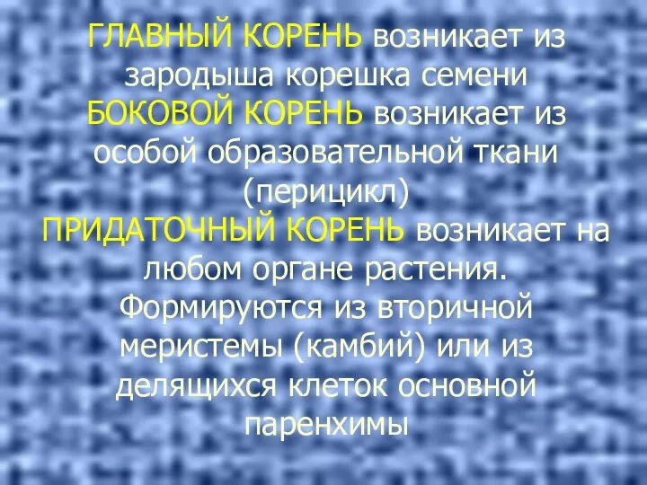 ГЛАВНЫЙ КОРЕНЬ возникает из зародыша корешка семени БОКОВОЙ КОРЕНЬ возникает