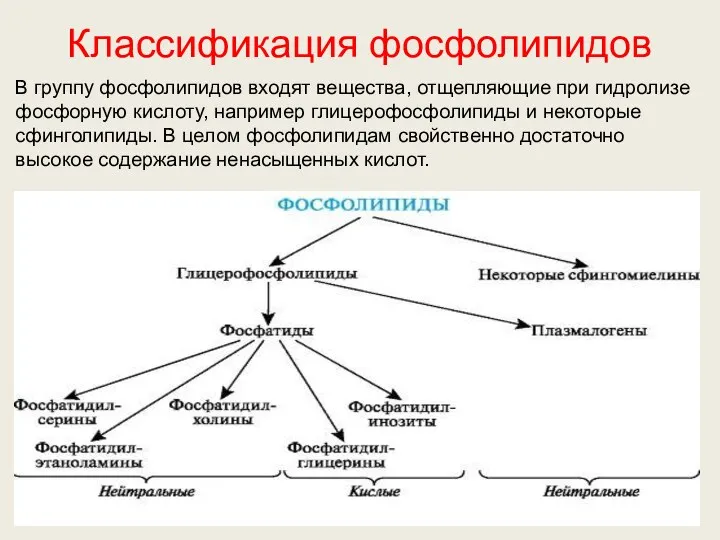 Классификация фосфолипидов В группу фосфолипидов входят вещества, отщепляющие при гидролизе