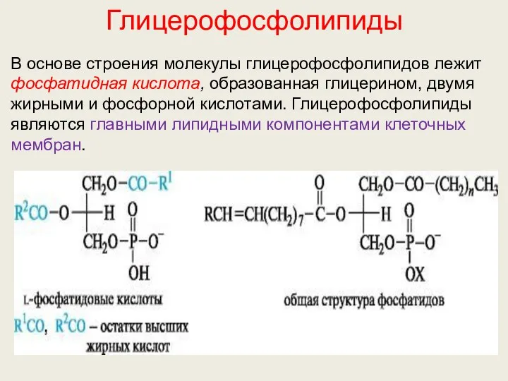 Глицерофосфолипиды В основе строения молекулы глицерофосфолипидов лежит фосфатидная кислота, образованная