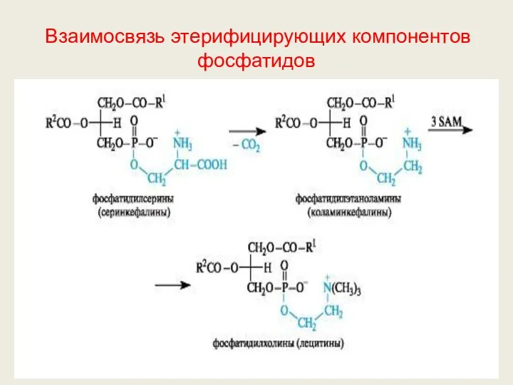 Взаимосвязь этерифицирующих компонентов фосфатидов