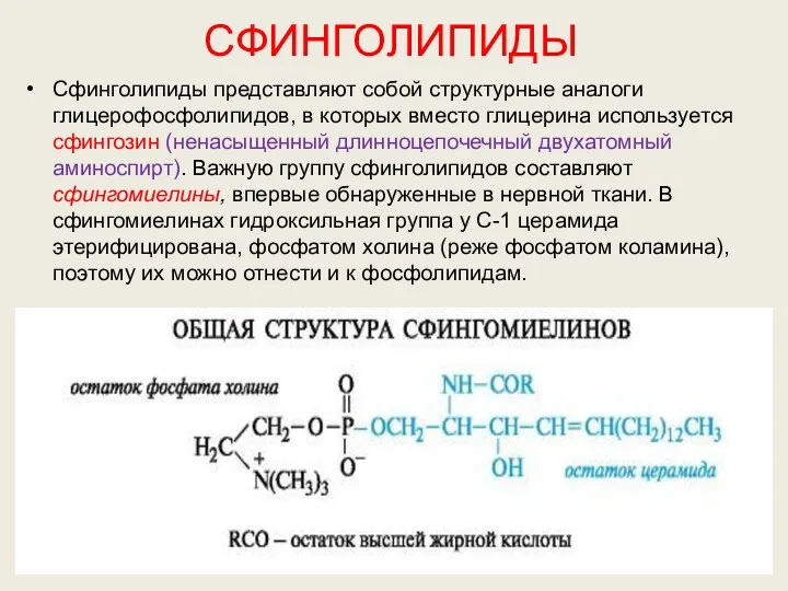 СФИНГОЛИПИДЫ Сфинголипиды представляют собой структурные аналоги глицерофосфолипидов, в которых вместо