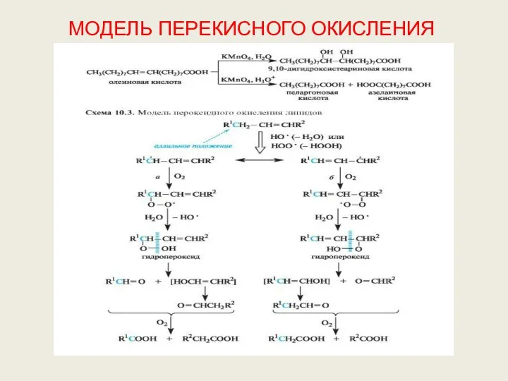 МОДЕЛЬ ПЕРЕКИСНОГО ОКИСЛЕНИЯ