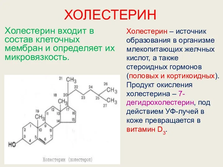 ХОЛЕСТЕРИН Холестерин входит в состав клеточных мембран и определяет их