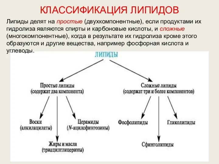 КЛАССИФИКАЦИЯ ЛИПИДОВ Липиды делят на простые (двухкомпонентные), если продуктами их