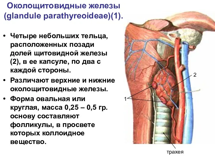 Околощитовидные железы (glandule parathyreoideae)(1). Четыре небольших тельца, расположенных позади долей