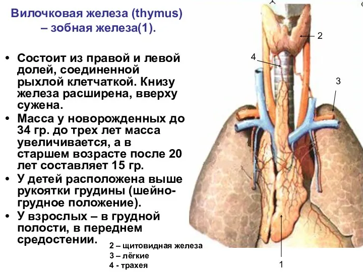 Вилочковая железа (thymus) – зобная железа(1). Состоит из правой и левой долей, соединенной