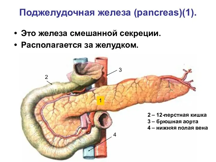 Поджелудочная железа (pancreas)(1). Это железа смешанной секреции. Располагается за желудком.