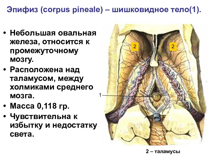 Эпифиз (corpus pineale) – шишковидное тело(1). Небольшая овальная железа, относится к промежуточному мозгу.