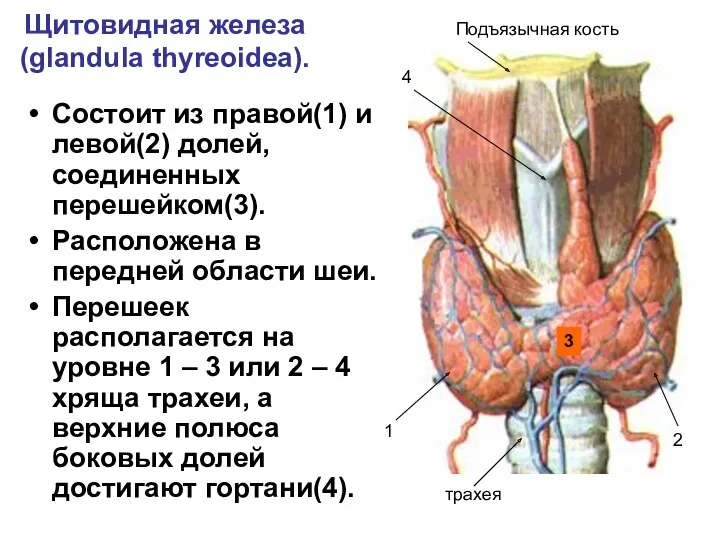 Щитовидная железа (glandula thyreoidea). Состоит из правой(1) и левой(2) долей, соединенных перешейком(3). Расположена