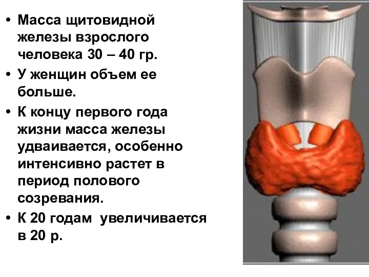 Масса щитовидной железы взрослого человека 30 – 40 гр. У