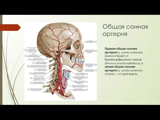 Общая сонная артерия Правая общая сонная артерия (a. carotis communis