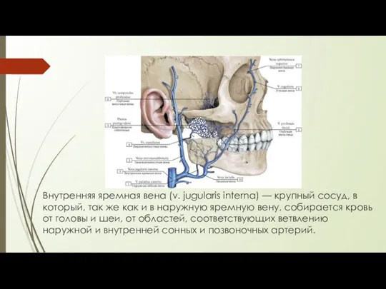 Внутренняя яремная вена (v. jugularis interna) — крупный сосуд, в