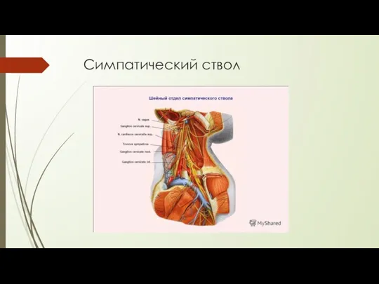 Симпатический ствол