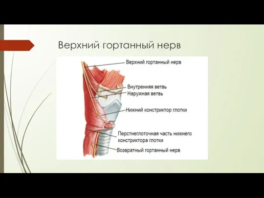 Верхний гортанный нерв