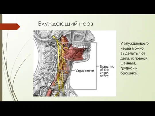 Блуждающий нерв У блуждающего нерва можно выделить 4 от­дела: головной, шейный, грудной и брюшной.