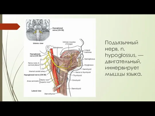 Подъязычный нерв, n. hypoglossus, — двигательный, иннервирует мышцы языка.