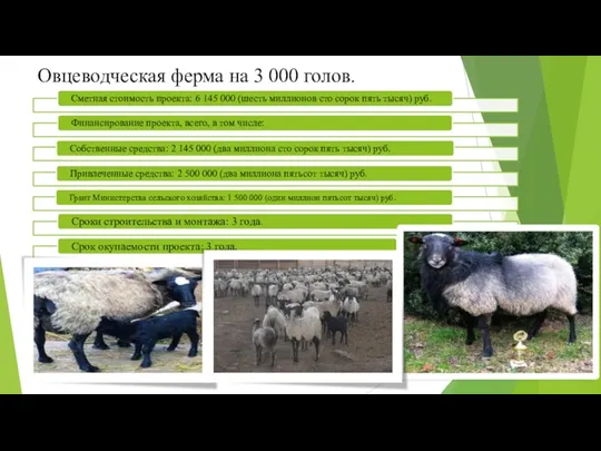 Овцеводческая ферма на 3 000 голов.