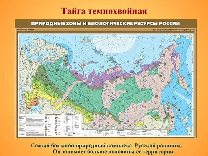 Тайга темнохвойная Самый большой природный комплекс Русской равнины. Он занимает больше половины ее территории.