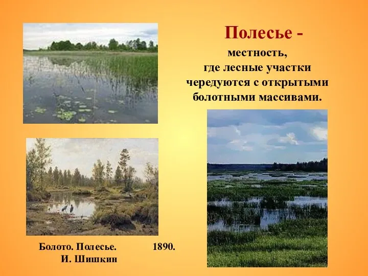 Полесье - Болото. Полесье. 1890. И. Шишкин местность, где лесные участки чередуются с открытыми болотными массивами.