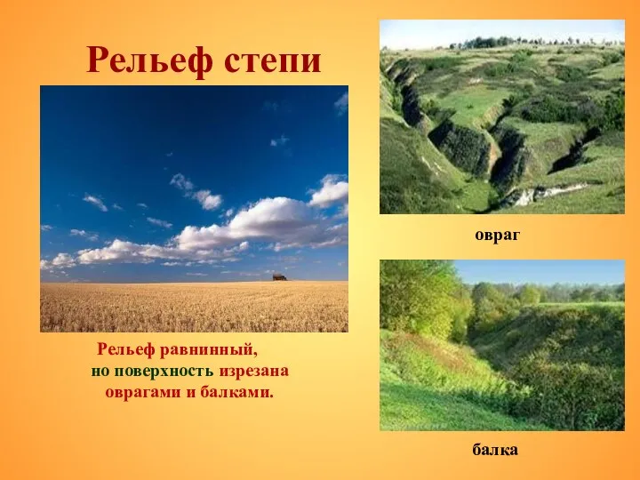 Рельеф степи Рельеф равнинный, но поверхность изрезана оврагами и балками. балка овраг