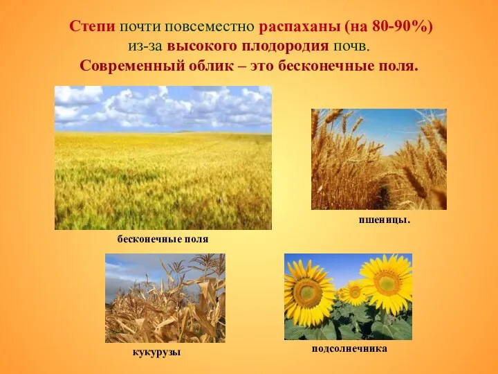 Степи почти повсеместно распаханы (на 80-90%) из-за высокого плодородия почв.