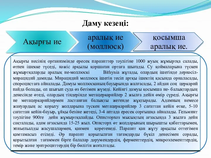 Даму кезеңі: Ақырғы иесінің организмінде ересек паразиттер тәулігіне 1000 жуық