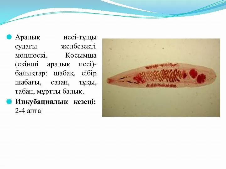 Аралық иесі-тұщы судағы желбезекті моллюскі. Қосымша (екінші аралық иесі)- балықтар: