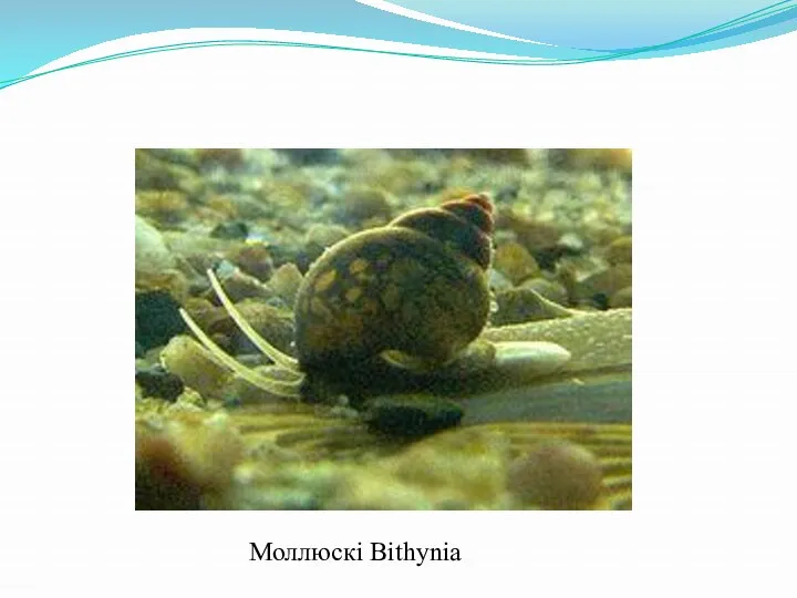 Моллюскі Bithynia