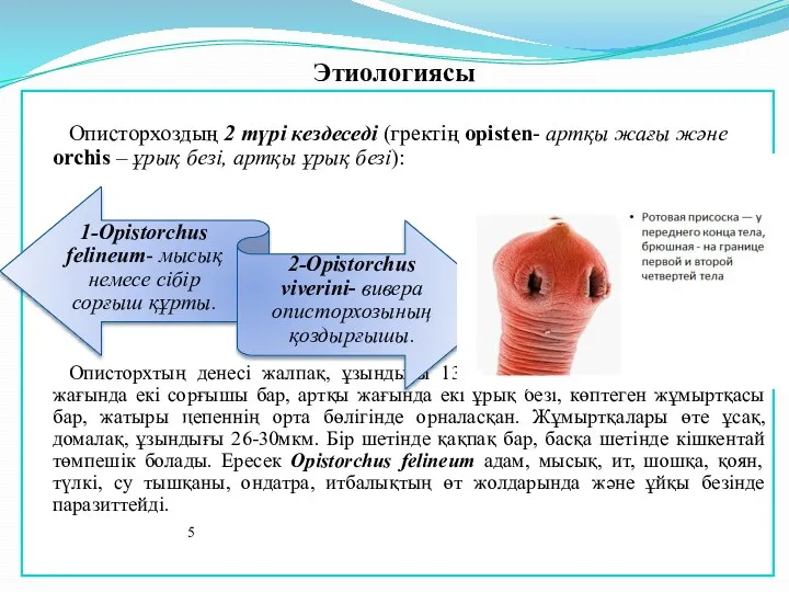 Этиологиясы Описторхоздың 2 түрі кездеседі (гректің opisten- артқы жағы және