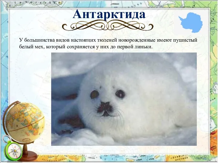 Антарктида У большинства видов настоящих тюленей новорожденные имеют пушистый белый