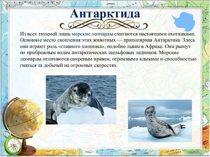 Антарктида Из всех тюленей лишь морские леопарды считаются настоящими охотниками.