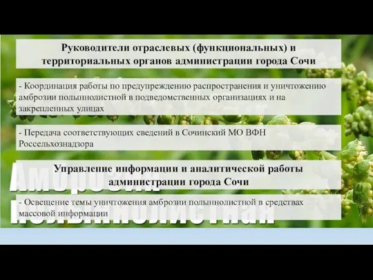Руководители отраслевых (функциональных) и территориальных органов администрации города Сочи - Координация работы по