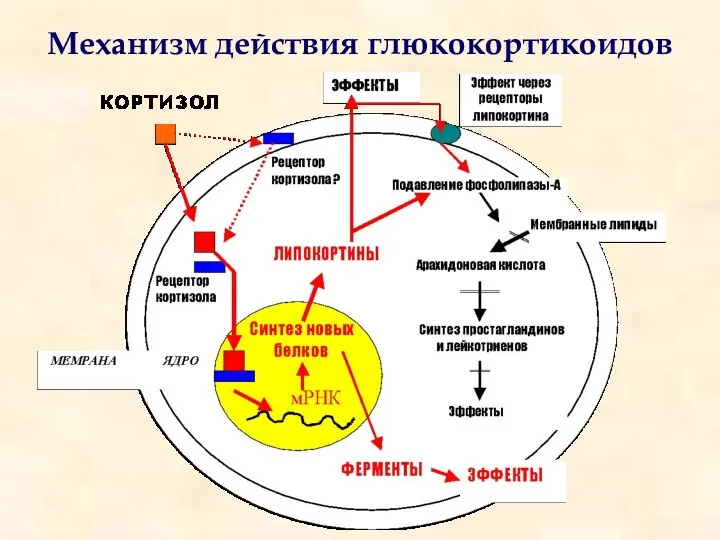 Механизм действия глюкокортикоидов