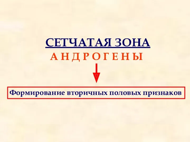 СЕТЧАТАЯ ЗОНА А Н Д Р О Г Е Н Ы Формирование вторичных половых признаков