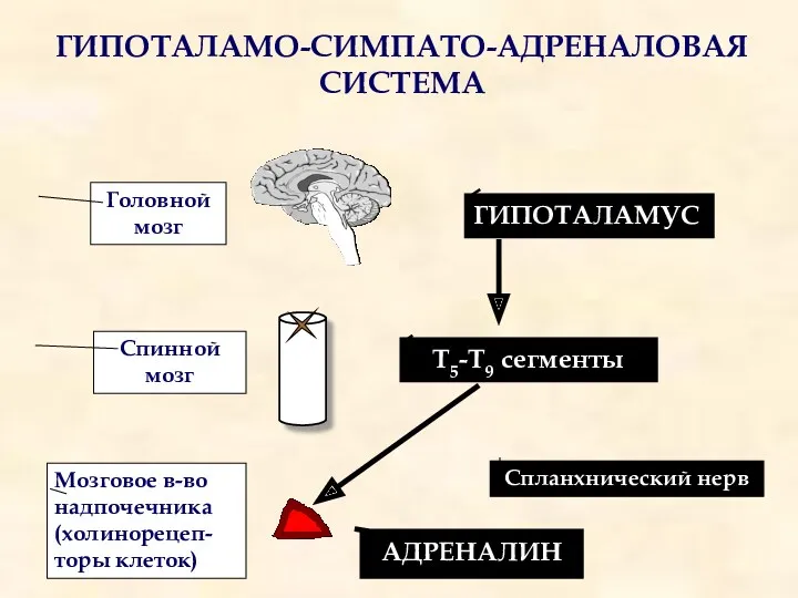 ГИПОТАЛАМО-СИМПАТО-АДРЕНАЛОВАЯ СИСТЕМА ГИПОТАЛАМУС Т5-Т9 сегменты Спланхнический нерв Головной мозг Спинной