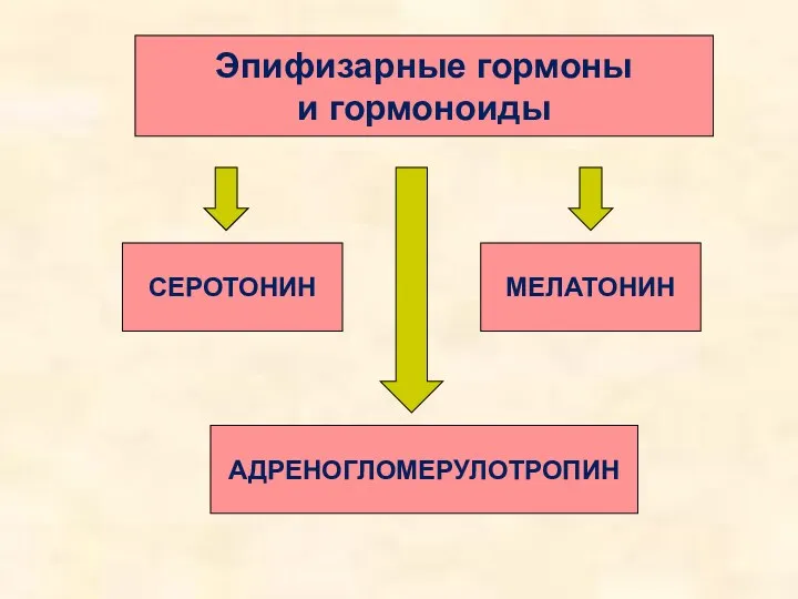 Эпифизарные гормоны и гормоноиды СЕРОТОНИН АДРЕНОГЛОМЕРУЛОТРОПИН МЕЛАТОНИН