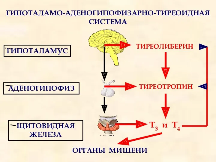 ГИПОТАЛАМО-АДЕНОГИПОФИЗАРНО-ТИРЕОИДНАЯ СИСТЕМА ГИПОТАЛАМУС АДЕНОГИПОФИЗ ЩИТОВИДНАЯ ЖЕЛЕЗА ТИРЕОЛИБЕРИН ТИРЕОТРОПИН Т3 и Т4 ОРГАНЫ МИШЕНИ