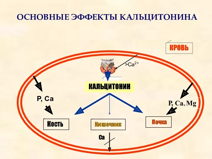 ОСНОВНЫЕ ЭФФЕКТЫ КАЛЬЦИТОНИНА КАЛЬЦИТОНИН КОСТЬ Кишечник Почка Р, Са, Р, Са Ca Mg КРОВЬ >Са2+