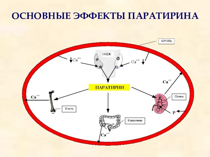 ОСНОВНЫЕ ЭФФЕКТЫ ПАРАТИРИНА