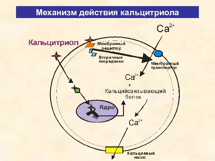 Механизм действия кальцитриола