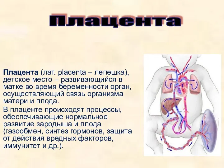 Плацента (лат. placenta – лепешка), детское место – развивающийся в