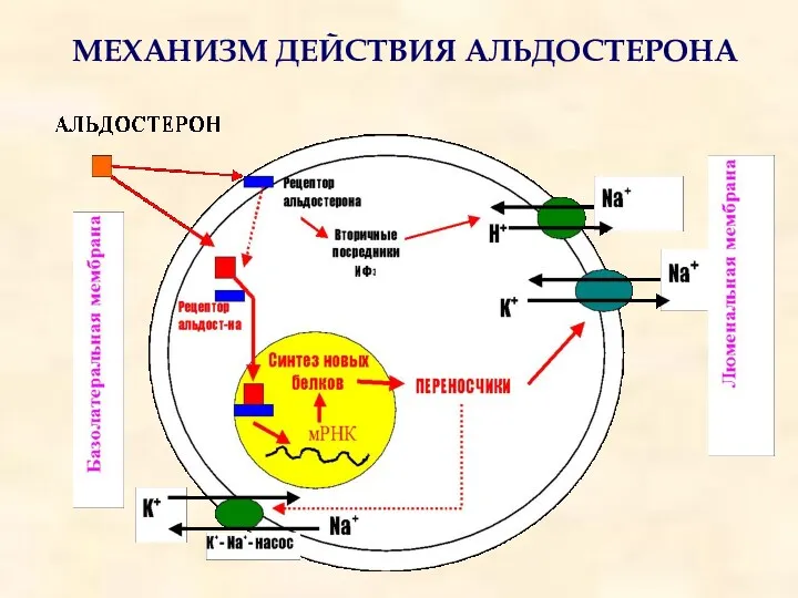 МЕХАНИЗМ ДЕЙСТВИЯ АЛЬДОСТЕРОНА