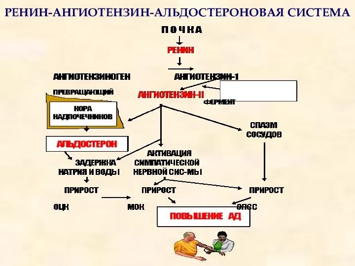 РЕНИН-АНГИОТЕНЗИН-АЛЬДОСТЕРОНОВАЯ СИСТЕМА