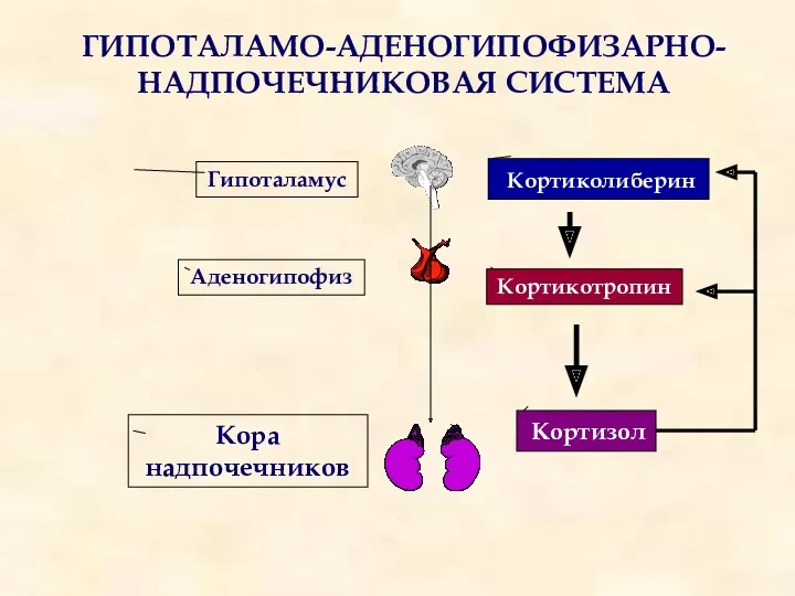 ГИПОТАЛАМО-АДЕНОГИПОФИЗАРНО-НАДПОЧЕЧНИКОВАЯ СИСТЕМА Кортиколиберин Кортикотропин Кортизол Гипоталамус Аденогипофиз Кора надпочечников