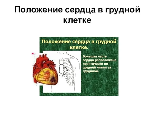 Положение сердца в грудной клетке