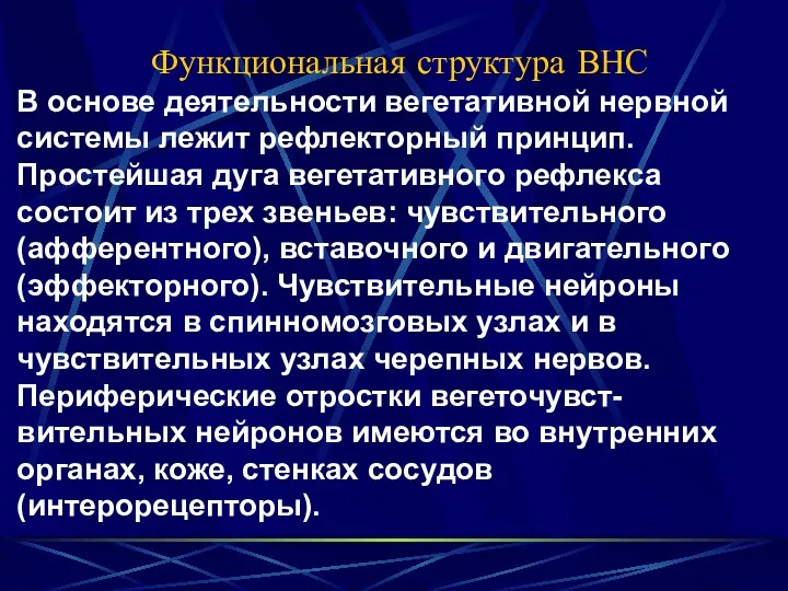 Функциональная структура ВНС В основе деятельности вегетативной нервной системы лежит