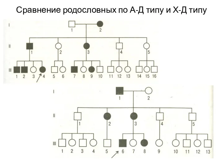 Сравнение родословных по А-Д типу и Х-Д типу